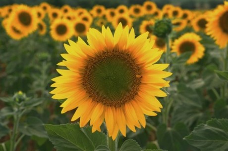 tournesols4