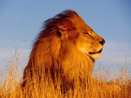 lion